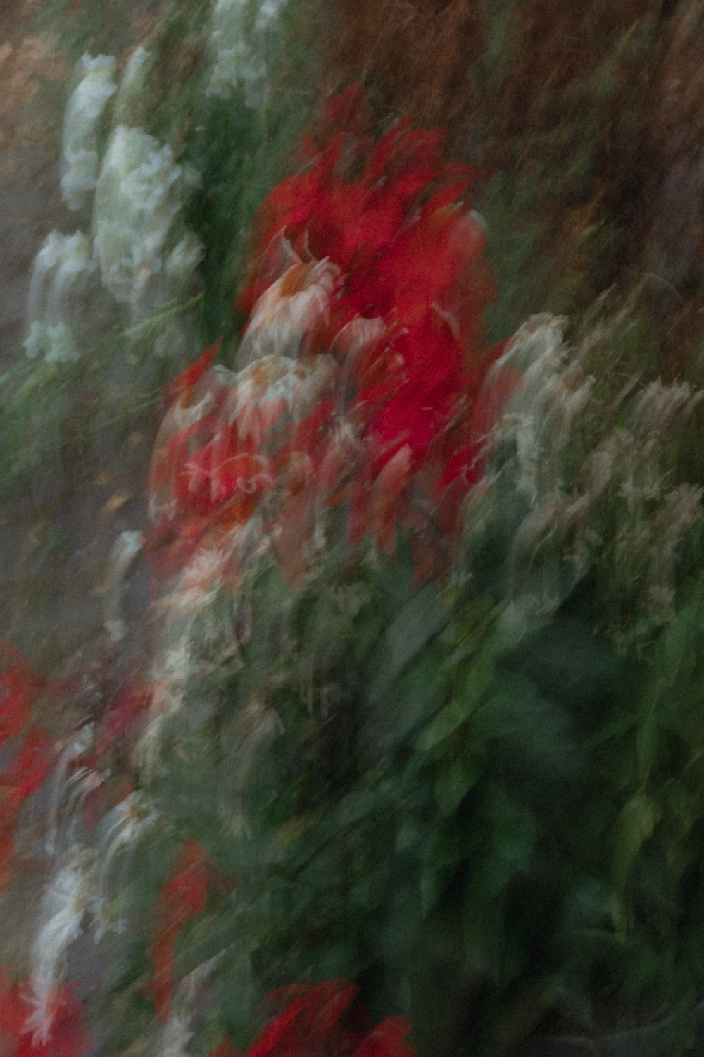 Rote und weiße Blüten in einer bewegten, malerischen Langzeitbelichtung
