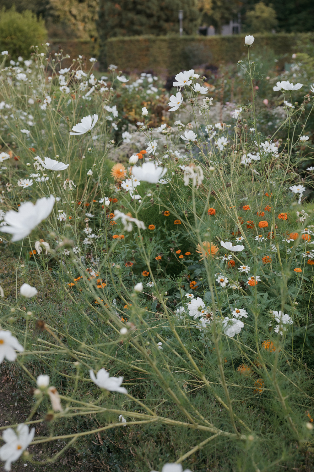 Blühendes Staudenbeet mit weißen und orangefarbenen Blüten im Park